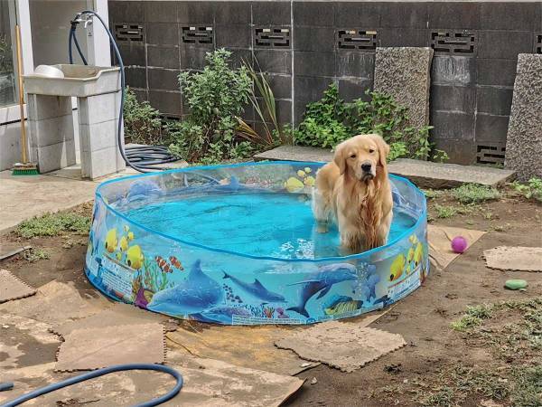 「もうかれこれ１時間この状態なんだけど」　飼い主が困惑した姿に「どうしたんだ…」