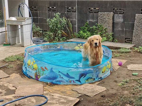 「もうかれこれ１時間この状態なんだけど」　飼い主が困惑した姿に「どうしたんだ…」