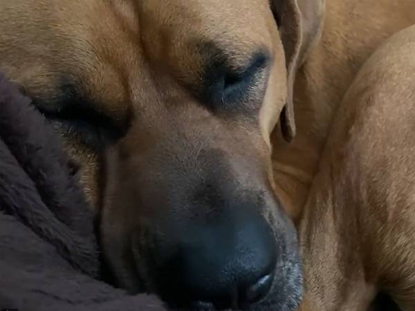 寝言が『美輪明宏バーション』の犬　動画に「笑い転げてむせる」「眠れなくなった」