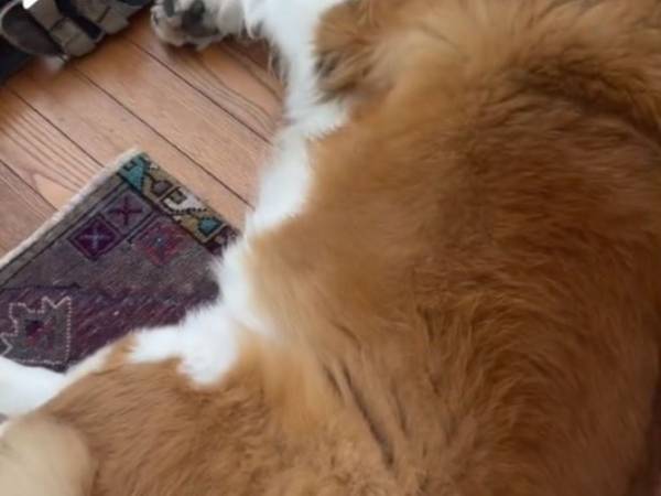 愛犬が待つ家に帰宅したら…　玄関のドアが開かない理由に吹き出す！　「気持ちが分かる」