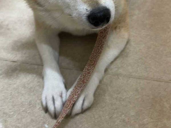 採血をした後の愛犬を見ると…？　ひと目でわかる『しょんぼり顔』にキュンとする！