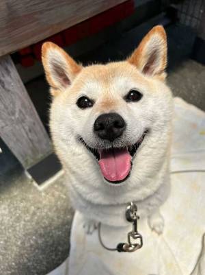 採血をした後の愛犬を見ると…？　ひと目でわかる『しょんぼり顔』にキュンとする！