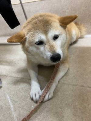 採血をした後の愛犬を見ると…？　ひと目でわかる『しょんぼり顔』にキュンとする！