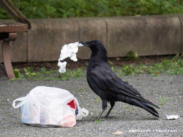 カラスに攻撃された男性　区役所に聞いた対処法に「かわいそうだけど、広まってほしい」