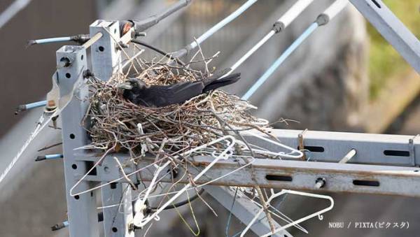 カラスに攻撃された男性　区役所に聞いた対処法に「かわいそうだけど、広まってほしい」
