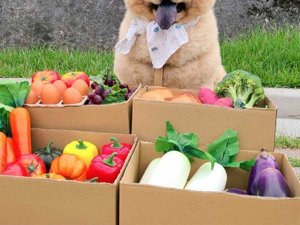 えっ、かわいい…　青果店のコスプレ犬に「見た瞬間ニヤけた」「ツーショット撮りたい」