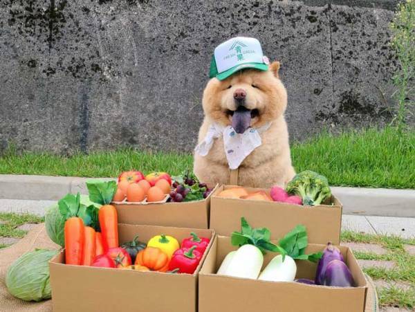 えっ、かわいい…　青果店のコスプレ犬に「見た瞬間ニヤけた」「ツーショット撮りたい」