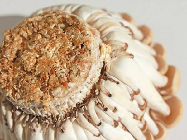 シメジの石づき　どう取り除く？　目からウロコの発想に「クセになる」「包丁で切るよりいい」