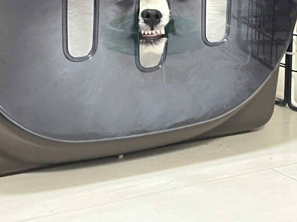 飼い主も、笑いが止まらない！　ポメラニアンが見せた『変顔』が話題に