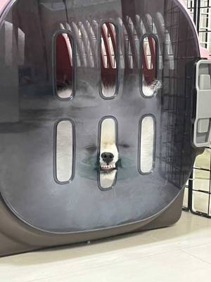 飼い主も、笑いが止まらない！　ポメラニアンが見せた『変顔』が話題に