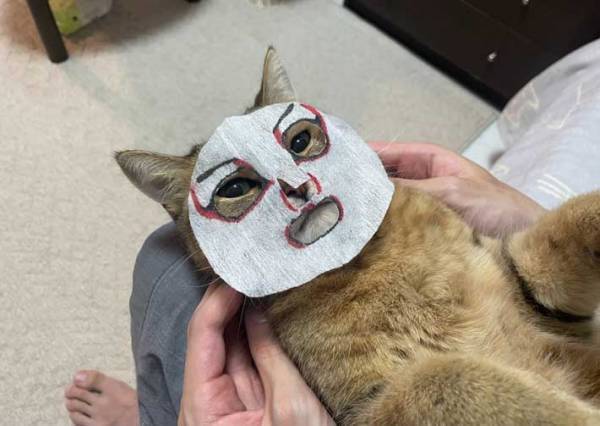 ある顔パックをつけた、カメラ目線のミヌエットに「笑いが止まらん」「電車の中で吹いた」