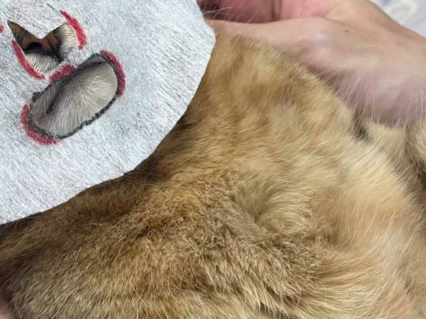 ある顔パックをつけた、カメラ目線のミヌエットに「笑いが止まらん」「電車の中で吹いた」