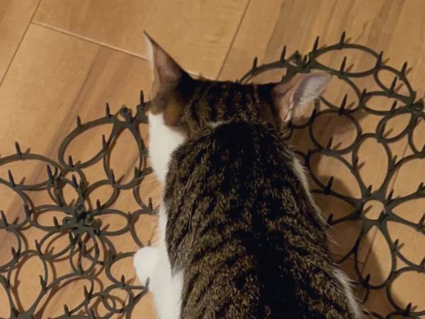 冷蔵庫の上に乗ってしまう猫　飼い主が対策した結果に「我が家もこれ」「吹いた」