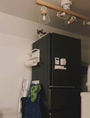 冷蔵庫の上に乗ってしまう猫　飼い主が対策した結果に「我が家もこれ」「吹いた」