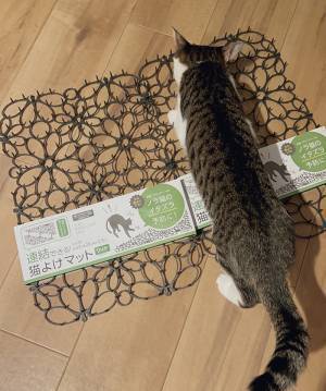 冷蔵庫の上に乗ってしまう猫　飼い主が対策した結果に「我が家もこれ」「吹いた」