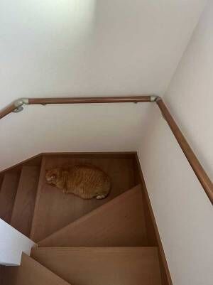 階段で寝ている猫　飼い主がヒヤッとした理由に「完全に擬態」「かなりの手練れと見た…」