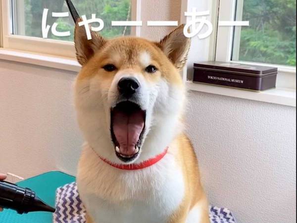ドライヤーが苦手な柴犬　発した鳴き声に「ウソでしょ？」「脳みそバグる」