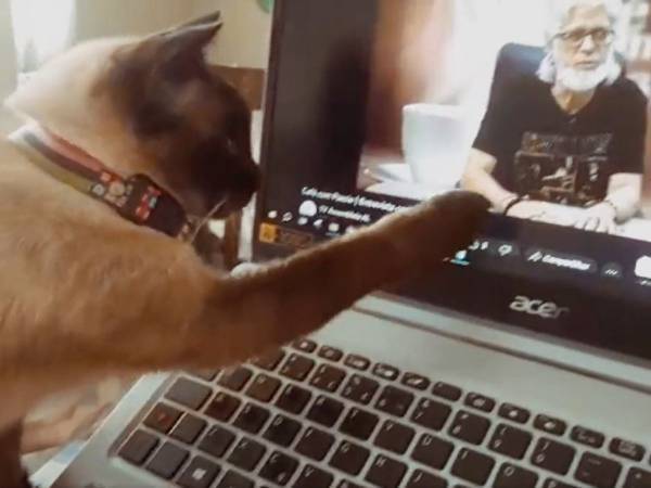 「そこにいるの？」　亡くなった飼い主の動画を見た猫が…　「バスの中で泣いた」