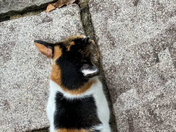 三毛猫の背中に驚く声が続出　気付いた人から「目を疑った」「すごすぎる！」