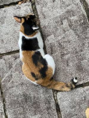 三毛猫の背中に驚く声が続出　気付いた人から「目を疑った」「すごすぎる！」