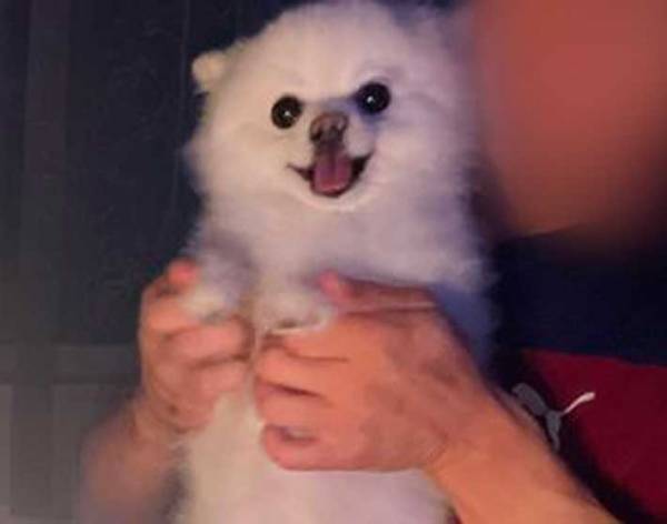 「主役よりも喜んでる」「目がキラキラ」　娘の誕生日で見せた、愛犬の表情がこちら