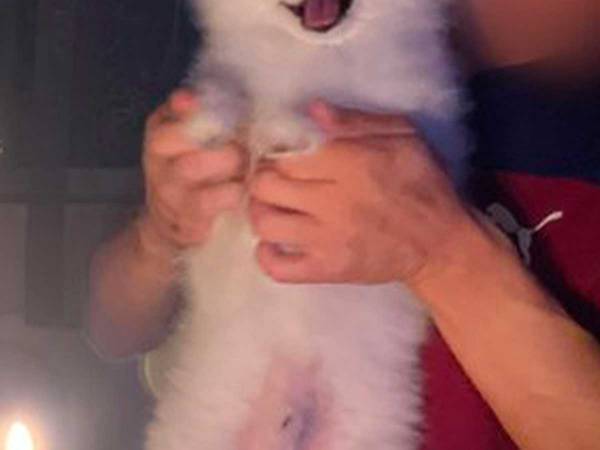 「主役よりも喜んでる」「目がキラキラ」　娘の誕生日で見せた、愛犬の表情がこちら