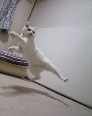 遅刻しそうな時の参考に…？　「猫ならこうする」１枚の写真が話題に