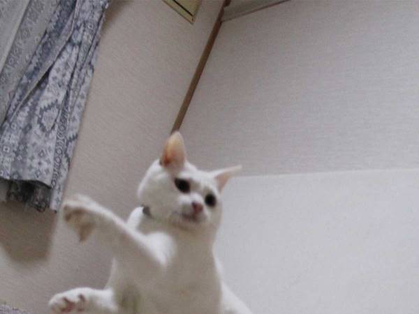 遅刻しそうな時の参考に…？　「猫ならこうする」１枚の写真が話題に