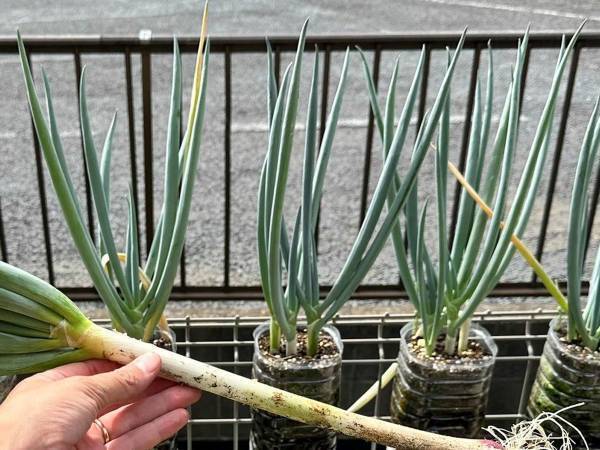 「庭が狭い」「ベランダしかない」　そんな人向けの『ペットボトル栽培方法』が天才の発想