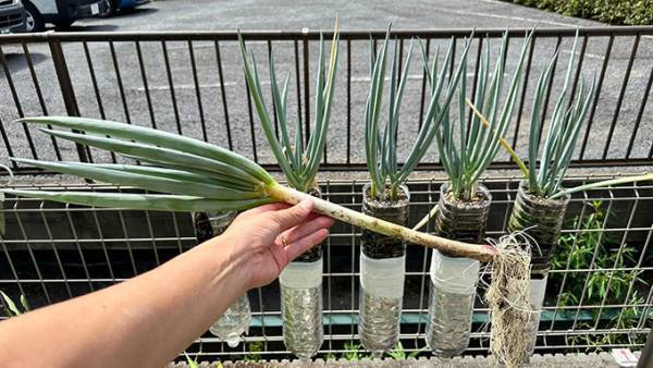 「庭が狭い」「ベランダしかない」　そんな人向けの『ペットボトル栽培方法』が天才の発想