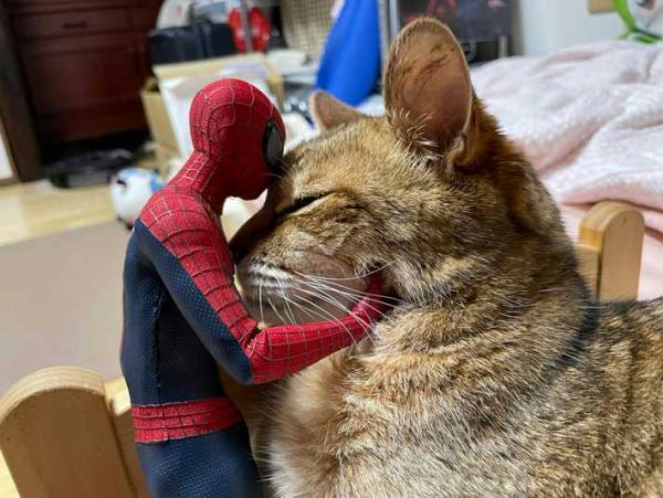 「そこ代われ！」「笑った」　全力で『猫吸い』される猫が話題に