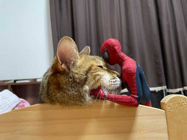 「そこ代われ！」「笑った」　全力で『猫吸い』される猫が話題に