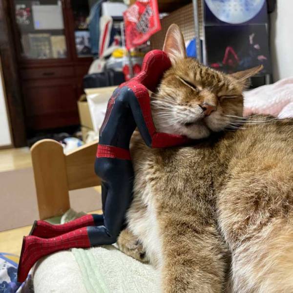 「そこ代われ！」「笑った」　全力で『猫吸い』される猫が話題に