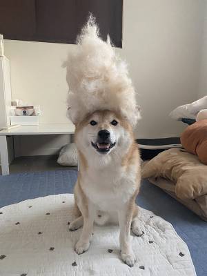 秋の始まりを告げる、柴犬の衝撃的な写真　「ウソだろ！？」「腹抱えて笑った」