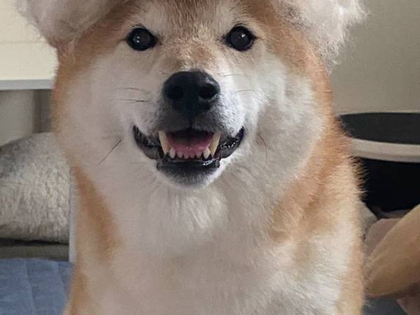 秋の始まりを告げる、柴犬の衝撃的な写真　「ウソだろ！？」「腹抱えて笑った」