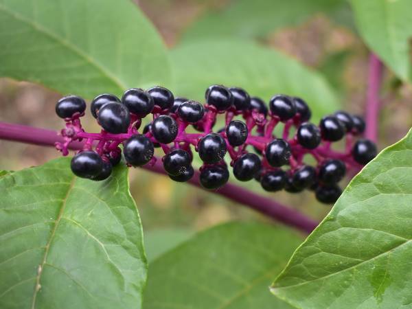 「絶対に食べないで」　ブドウのような植物の正体にゾッとする