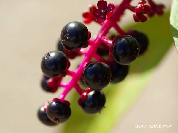 「絶対に食べないで」　ブドウのような植物の正体にゾッとする