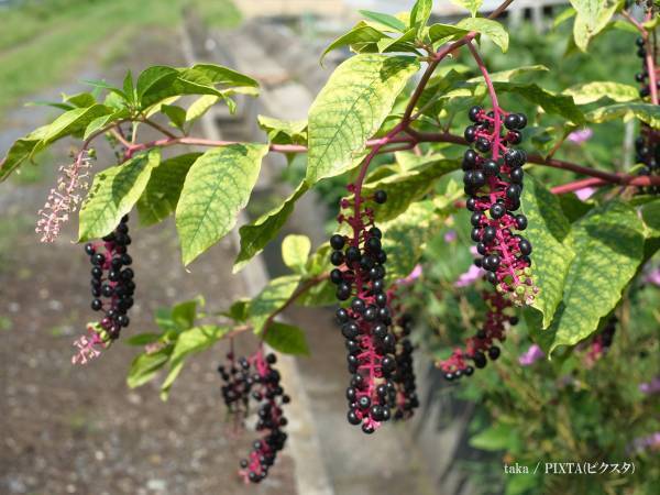 「絶対に食べないで」　ブドウのような植物の正体にゾッとする