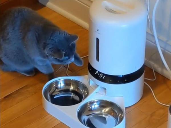 そういう使い方じゃない…　自動給餌器に近付いた猫が？「天才だ！」「笑った」