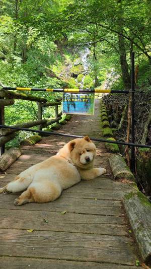 犬の『しょんぼり顔』に「かわいすぎる」　目的地が立ち入り禁止になっていて…