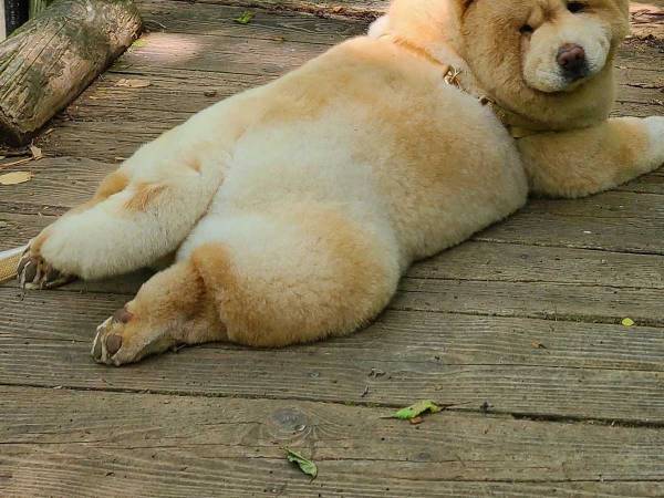 犬の『しょんぼり顔』に「かわいすぎる」　目的地が立ち入り禁止になっていて…