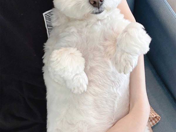 飼い主「野生で生きられない」　一緒に映画を観ていた、犬の姿がこちら