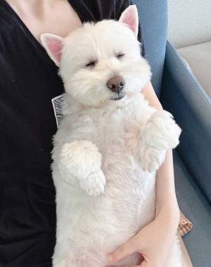 飼い主「野生で生きられない」　一緒に映画を観ていた、犬の姿がこちら