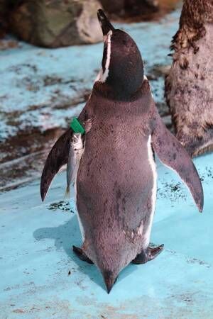 水族館に女子高生みたいなペンギン現る　スタッフが写真に収めた姿が…？
