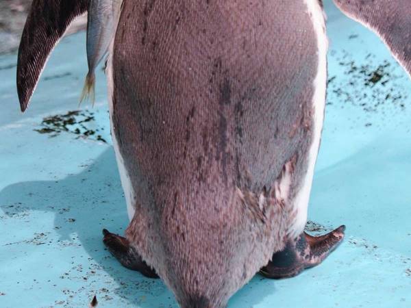 水族館に女子高生みたいなペンギン現る　スタッフが写真に収めた姿が…？