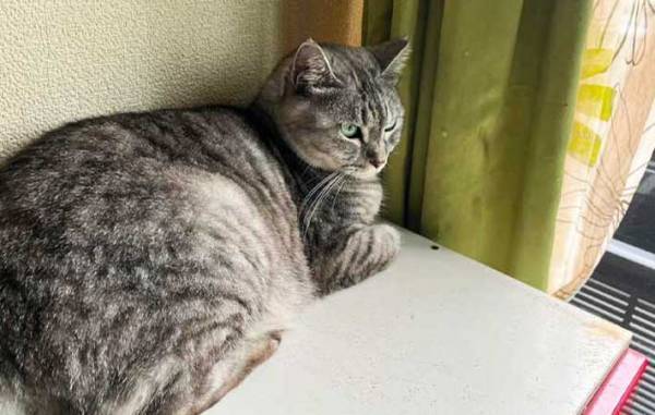 着古したTシャツ、捨てるの待って！　思わぬ使い道に「え、かわいい」「あっという間にできた」