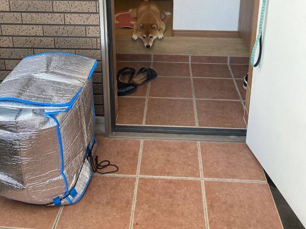 柴犬に「お留守番」と伝えた飼い主　その後の反応に「早く帰ってあげて！」