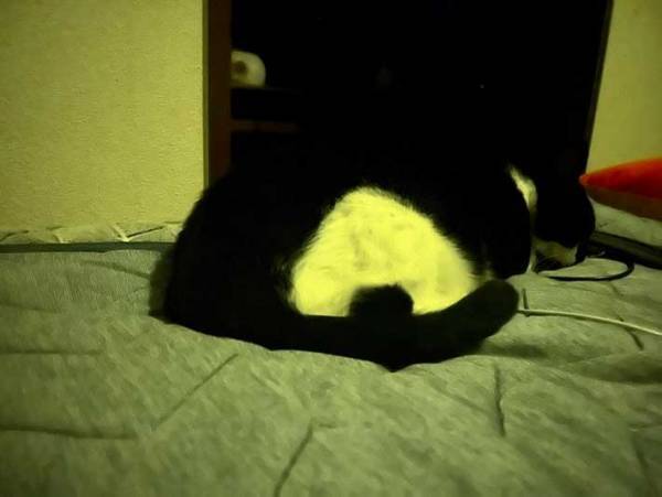 「完全に目が覚めた」　朝起きると大きな『おにぎり』が目の前に　正体は？