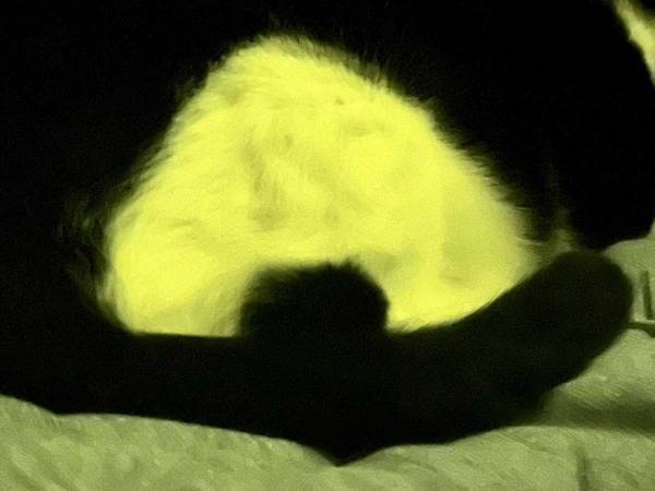 「完全に目が覚めた」　朝起きると大きな『おにぎり』が目の前に　正体は？