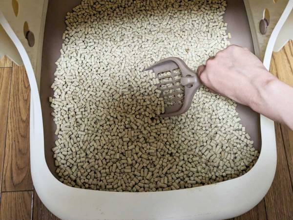 愛猫のトイレ、いつ掃除してる？　猫砂メーカーに聞いた『おすすめの頻度』を守ってあげたい